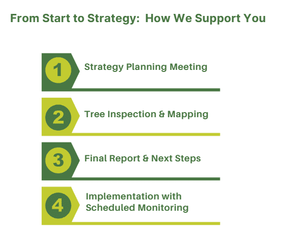 Tree Risk Management Strategy - HOLLY ARBORICULTURE