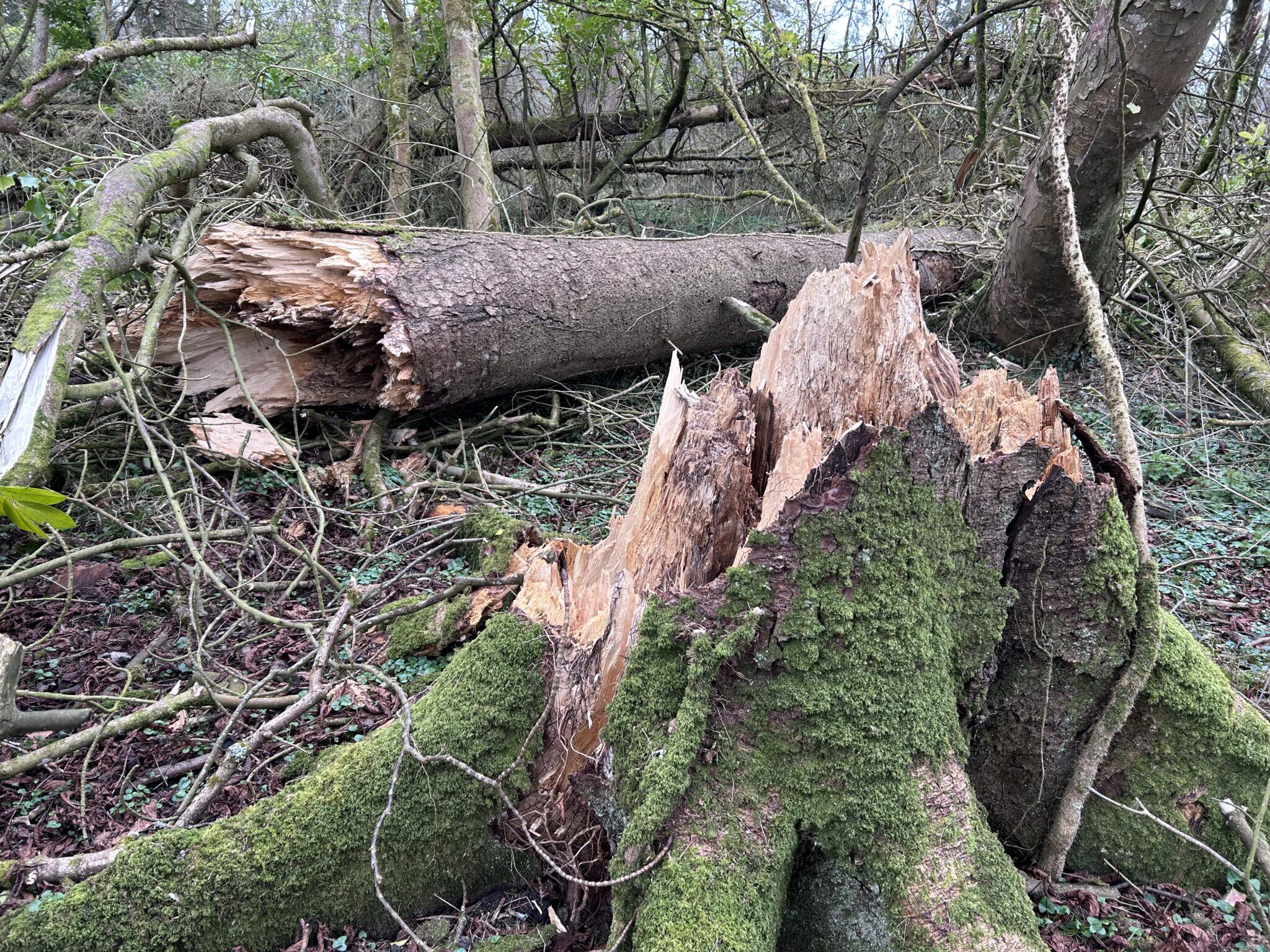 Tree Overtime What Is Tree Decay? | How to Detect Internal Decay Before Trees Fail ...