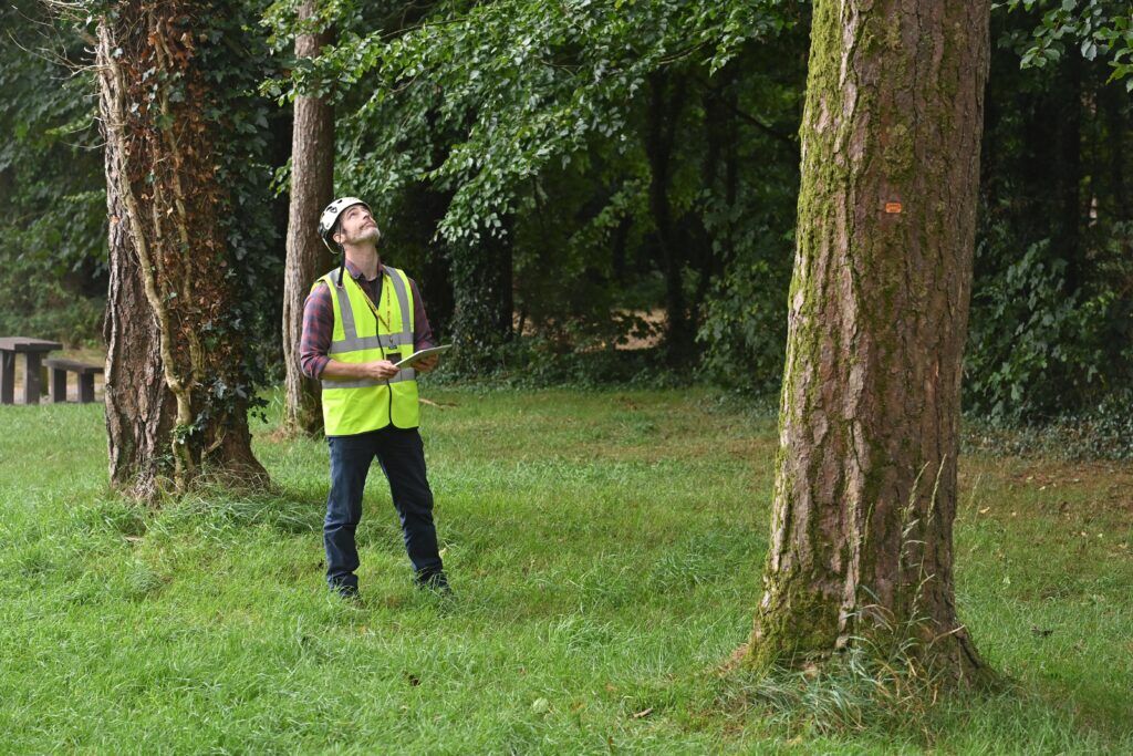 Tree Risk Management Strategy - HOLLY ARBORICULTURE